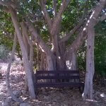 Bengaalse Ficus Nes Ammim